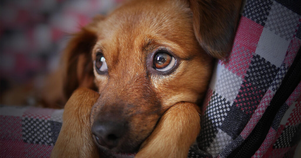Cuánto cuesta adoptar un perro