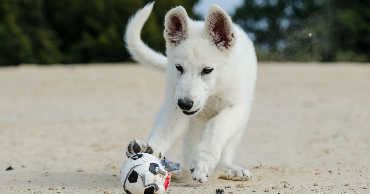 Cuánto cuesta mantener un perro