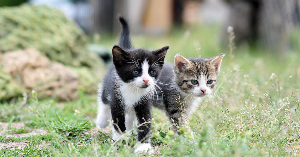 Cuánto cuesta adoptar un gato