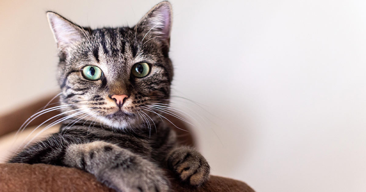 Cuánto cuesta mantener un gato