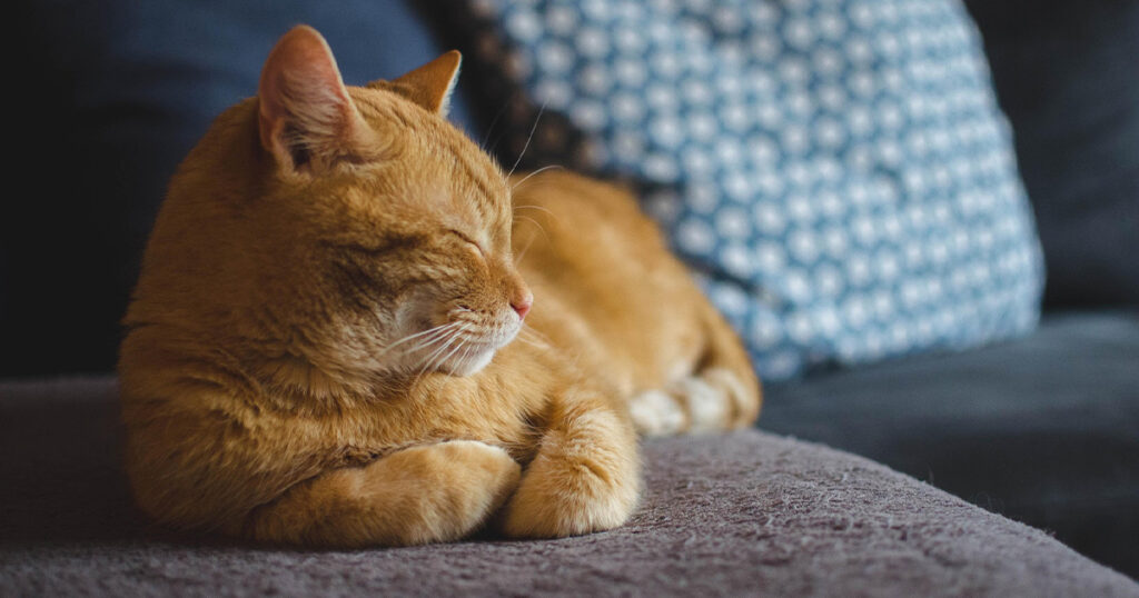 Cuánto cuesta mantener un gato al mes