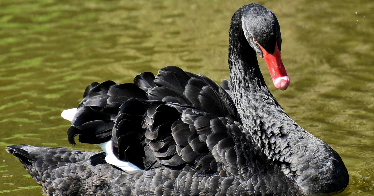Cisne negro en economía