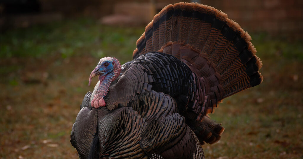 Cisne negro en economía