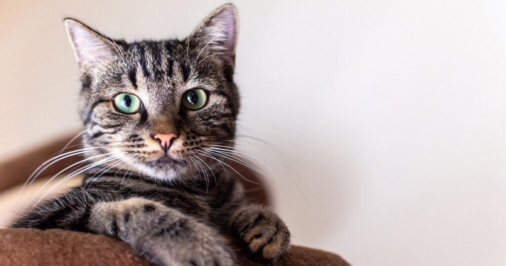 Seguro para gatos