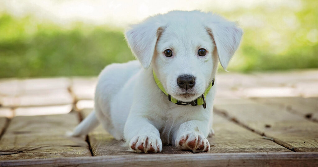 Seguro para perros