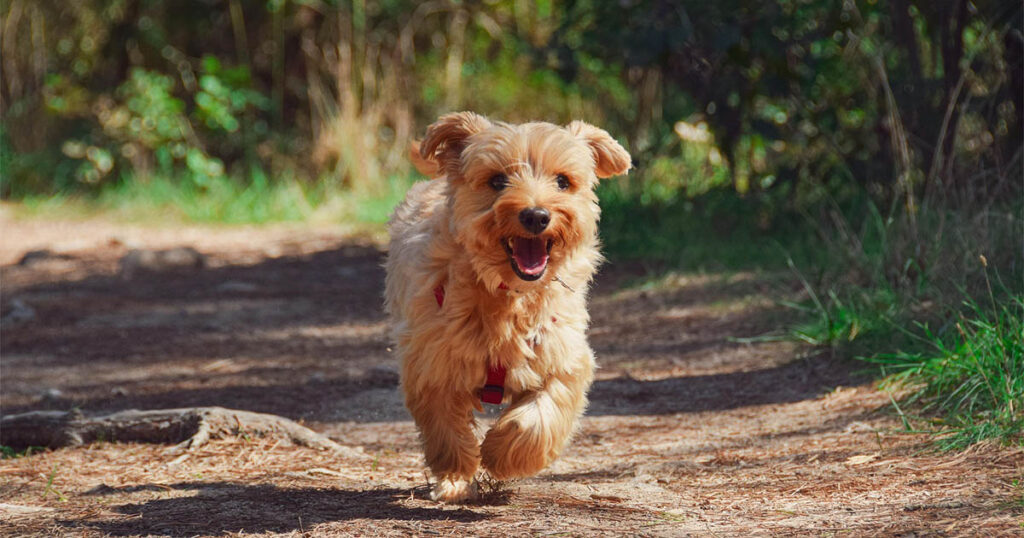 Seguro para perros, ¿cómo funciona?