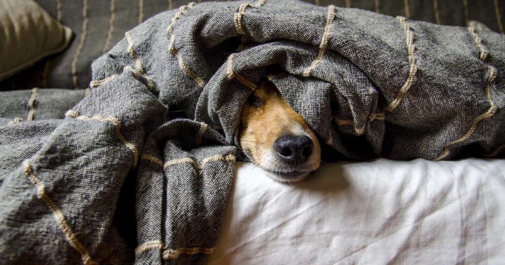 Seguro para perros, ¿cuánto cuesta?